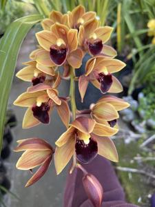 Cymbidium Fatal Beauty