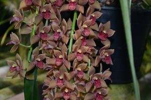 Cymbidium Fatal Beauty