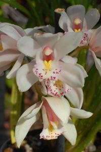 Cymbidium White Rabbit