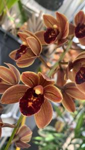 Cymbidium King Agate