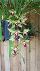 Cymbidium Zig-Zag