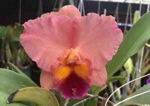 Cattleya Final Touch