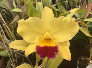 Cattleya Final Touch