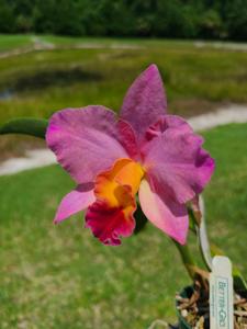 Cattleya Final Touch