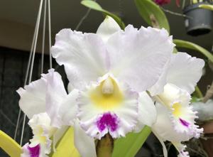 Cattleya Pure Soul