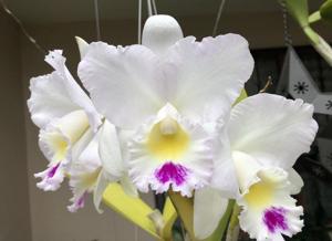 Cattleya Pure Soul