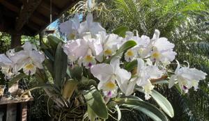 Cattleya Pure Soul