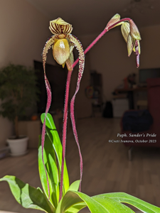 Paphiopedilum Sander's Pride