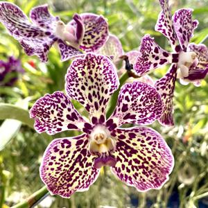 Vanda First and Last