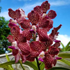 Vanda First and Last