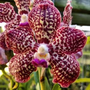 Vanda First and Last