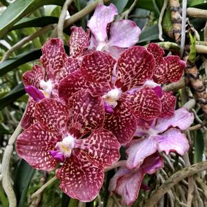 Vanda First and Last