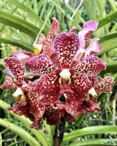 Vanda First and Last