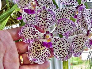 Vanda First and Last