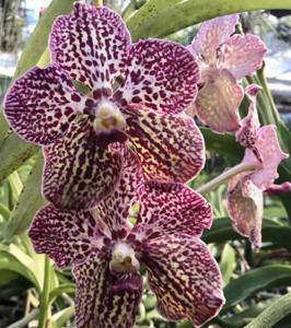 Vanda First and Last