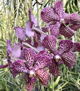 Vanda First and Last