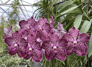 Vanda First and Last