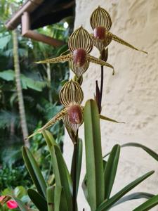 Paphiopedilum Lady Rothschild