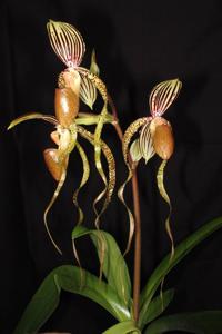 Paphiopedilum Booth's Sand Lady