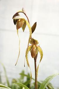 Paphiopedilum Booth's Sand Lady