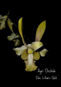 Dendrobium Lillian's Gold