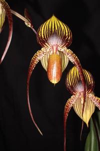 Paphiopedilum Johanna Burkhardt