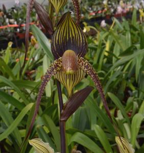 Paphiopedilum Johanna Burkhardt