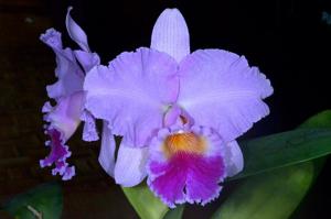 Rhyncholaeliocattleya Adelaide Queen