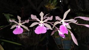Encyclia Rioclarense