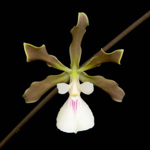 Encyclia Rioclarense