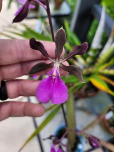 Encyclia Rioclarense