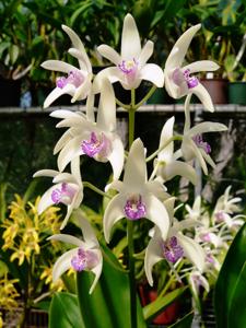 Dendrobium Hamilton