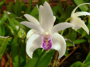 Dendrobium Hamilton