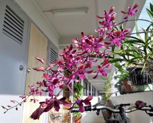 Dendrobium Genting Fragrance