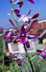 Dendrobium Genting Fragrance