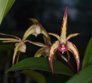 Dendrobium Jesmond Sparkler