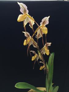 Paphiopedilum Temptation