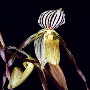 Paphiopedilum Temptation