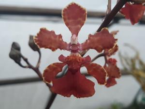 Trichocentrum Meredith Katherine