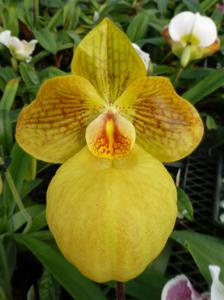 Paphiopedilum Fumi's Delight