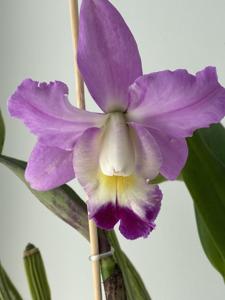 Cattleya Interlude