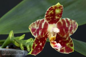 Phalaenopsis Hannover Passion