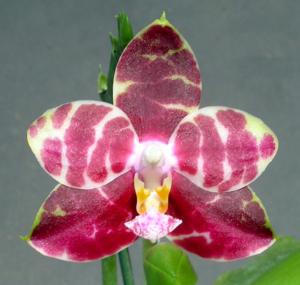 Phalaenopsis Hannover Passion