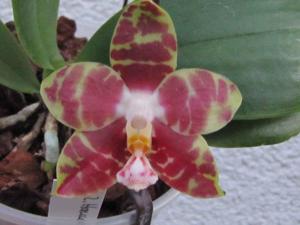 Phalaenopsis Hannover Passion