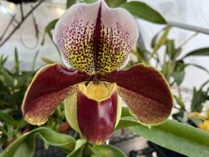 Paphiopedilum Scruples