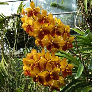 Vanda Motes Burning Sands