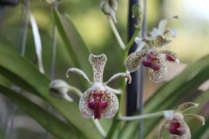 Vanda Kenneth Roberts