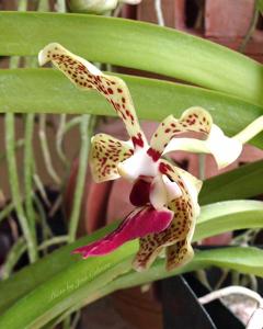 Vanda Kenneth Roberts