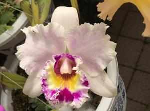 Rhyncholaeliocattleya Doctor Joe Walker