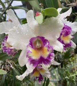 Rhyncholaeliocattleya Doctor Joe Walker